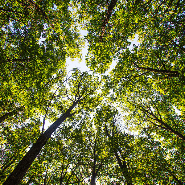 40 mil m² de área verde